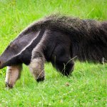 Anteater template