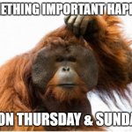 Deadline Reminder | SOMETHING IMPORTANT HAPPENS; ...ON THURSDAY & SUNDAY | image tagged in ape scratching head | made w/ Imgflip meme maker