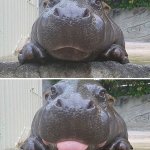 Funny Hippo