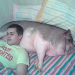 pig pillow | image tagged in pig pillow | made w/ Imgflip meme maker