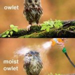 Moist owlet meme