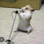 Lyrical hamster