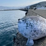 Seal looking out on the lake template