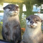 Otters