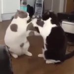 Fighting cat GIF Template