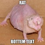 naked mole rat | RAT; BOTTEM TEXT | image tagged in naked mole rat | made w/ Imgflip meme maker