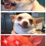 tripolar chihuahua template