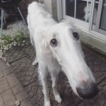 Borzoi meme