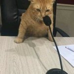 Microphone Cat