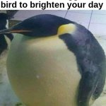 Here, take this biggest bird! | so have da biggest bird to brighten your day; I have no memes right now | image tagged in i'm da biggest bird | made w/ Imgflip meme maker