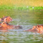Hippos at Masai mara Kenya