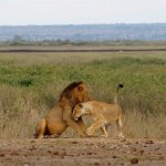 Lions at masai mara with Denhum Holidays