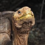 Tortoise