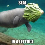 Manatee Lettuce Faceplant | SEAL; IN A LETTUCE | image tagged in manatee lettuce faceplant | made w/ Imgflip meme maker