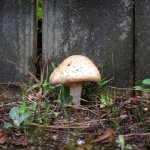 shroom. | image tagged in mushroom | made w/ Imgflip meme maker