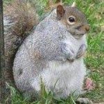 retarded squirrel