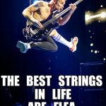 RHCP Flea Jump | THE   BEST   STRINGS 
IN   LIFE
ARE   FLEA. | image tagged in rhcp flea jump | made w/ Imgflip meme maker