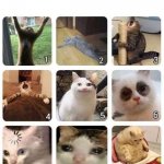 Cat poll