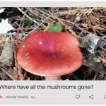 mushroom in pine needles