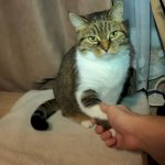 cat shake hands