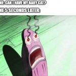 It's a great baby cat | ME: CAN I HAVE MY BABY CAT? ME 5 SECONDS LATER: | image tagged in my eyes,memes | made w/ Imgflip meme maker