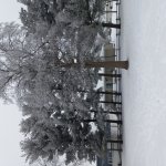 My Snowy Backyard