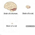 brain size comparison | BRAIN OF TIKTOKER | image tagged in brain size comparison | made w/ Imgflip meme maker