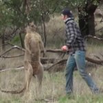 kangarooPunch