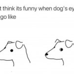 Dogs life meme