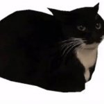 maxwell the cat | image tagged in maxwell the cat | made w/ Imgflip meme maker