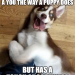 puppy | FIND A MAN WHO LOOKS A YOU THE WAY A PUPPY DOES; BUT HAS A TOUCH OF GOOFINESS | image tagged in puppy | made w/ Imgflip meme maker