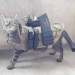 Tactical Cat