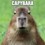 get this capybara to the front page | CAPYBARA | image tagged in disappointed capybara | made w/ Imgflip meme maker