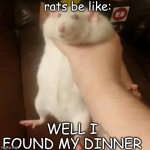 Grabbing a fat rat | rats be like:; WELL I FOUND MY DINNER | image tagged in grabbing a fat rat | made w/ Imgflip meme maker