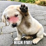 doggo wants high five | HIGH FIVE! | image tagged in doggo | made w/ Imgflip meme maker