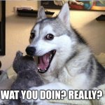 Dog | WAT YOU DOIN? REALLY? | image tagged in dog | made w/ Imgflip meme maker