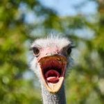 Yelling Ostrich template