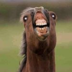 horse face | HIHIHIHIHIHI | image tagged in horse face | made w/ Imgflip meme maker