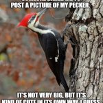 Pecker | SOMEONE DARED ME TO POST A PICTURE OF MY PECKER. IT'S NOT VERY BIG, BUT IT'S KIND OF CUTE IN ITS OWN WAY, I GUESS. | image tagged in pecker | made w/ Imgflip meme maker
