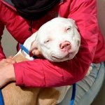 Smiling dog