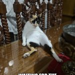 Missy cat | ME…. WAITING FOR THE WEEKEND AND GIRLS’ NIGHT OUT! | image tagged in missy cat | made w/ Imgflip meme maker