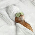 Cat relax in bed