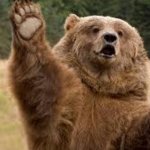 grizzly bear | I THINK THAT AUTOSTOP; IS NOT WORKING TODAY | image tagged in grizzly bear | made w/ Imgflip meme maker