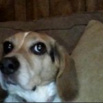 confused beagle