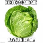 Cabage | HERE IS A CABBAGE; HAVE A NICE DAY | image tagged in cabbege | made w/ Imgflip meme maker