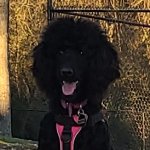 Black Poodle Piper