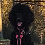 Black Poodle