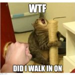 Weird cat | WTF; DID I WALK IN ON | image tagged in weird cat | made w/ Imgflip meme maker