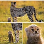 Cheetah and Cub