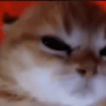 angry cat GIF Template